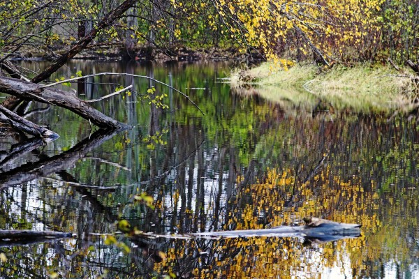 Reflecting Pond by Deb Oppermann